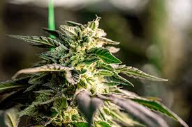 Exploring the Benefits of DC Seed Bank for Cannabis Cultivators