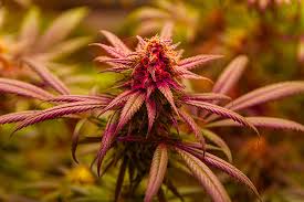 Exploring the Benefits of DC Seed Bank for Cannabis Cultivators